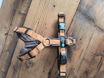 Anny-X tuig XS beschikbaar voor biedingen