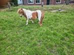 Mini hengstje en drachtige merrie, Dieren en Toebehoren, Meerdere dieren, A pony (tot 1.17m), Gechipt