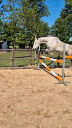 10 jarige kwpn merrie klinisch en röntgologisch goedgekeurd, Dieren en Toebehoren, Paarden, Merrie, Springpaard, Gechipt, L
