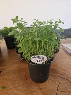 Aardbeienmunt, Ophalen, Zomer, Kruiden, Volle zon