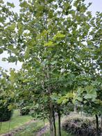 Plataan hoogstam bomen, Bloeit niet, Overige soorten, 400 cm of meer, Ophalen