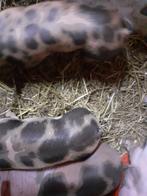 Pitrain Biggen Echte vleesvarkens   Zuiver pitrain, Meerdere dieren, Varken, 0 tot 2 jaar