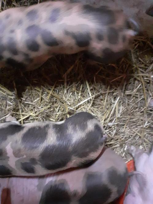 Pitrain Biggen Echte vleesvarkens   Zuiver pitrain, Dieren en Toebehoren, Schapen, Geiten en Varkens, Varken, Meerdere dieren