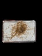 Mooi stuk mammoet haar uit Siberië ( Rusland  ), Ophalen of Verzenden, Fossiel