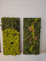 2 Mooie moschilderijen 31x70cm - IJslands mos, Ophalen of Verzenden, Nieuw