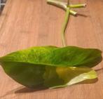 Philodendron Burle Marx Variegata, Huis en Inrichting, Kamerplanten, Ophalen of Verzenden, Halfschaduw, Minder dan 100 cm