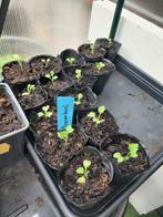 Boerenkool, Tuin en Terras, Planten | Tuinplanten, Ophalen, Volle zon, Groenteplanten, Eenjarig