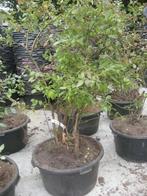 Blauwe bes in 60 liter pot, vol productie nu plukken??, Lente, Overige soorten, In pot, Ophalen of Verzenden