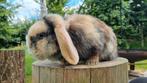 Verschillende NHD konijnen te koop!, Meerdere dieren, Dwerg, Hangoor