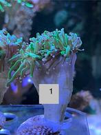 Torch  , koraal stek , zeeaquarium, Ophalen, Nieuw, Overige typen