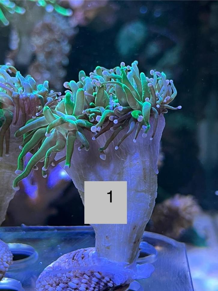 Torch  , koraal stek , zeeaquarium, Dieren en Toebehoren, Vissen | Aquaria en Toebehoren, Nieuw, Overige typen, Ophalen