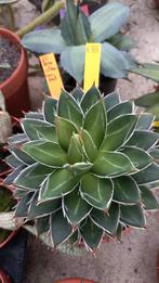 agaves  10 stuks, zeldzame variateiten, Overige soorten, Ophalen of Verzenden, Minder dan 100 cm, Volle zon