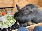 2 lieve vlaamse reuzen, Dieren en Toebehoren, Konijnen, Meerdere dieren, Groot, 3 tot 5 jaar