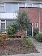 Prachtige Olijfboom te koop!, Tuin en Terras, Planten | Bomen, Bloeit niet, 100 tot 250 cm, Olijfboom, Ophalen