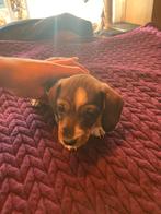 Dwerg teckels, Dieren en Toebehoren, Korthaar, Dwerg, Meerdere, Meerdere dieren