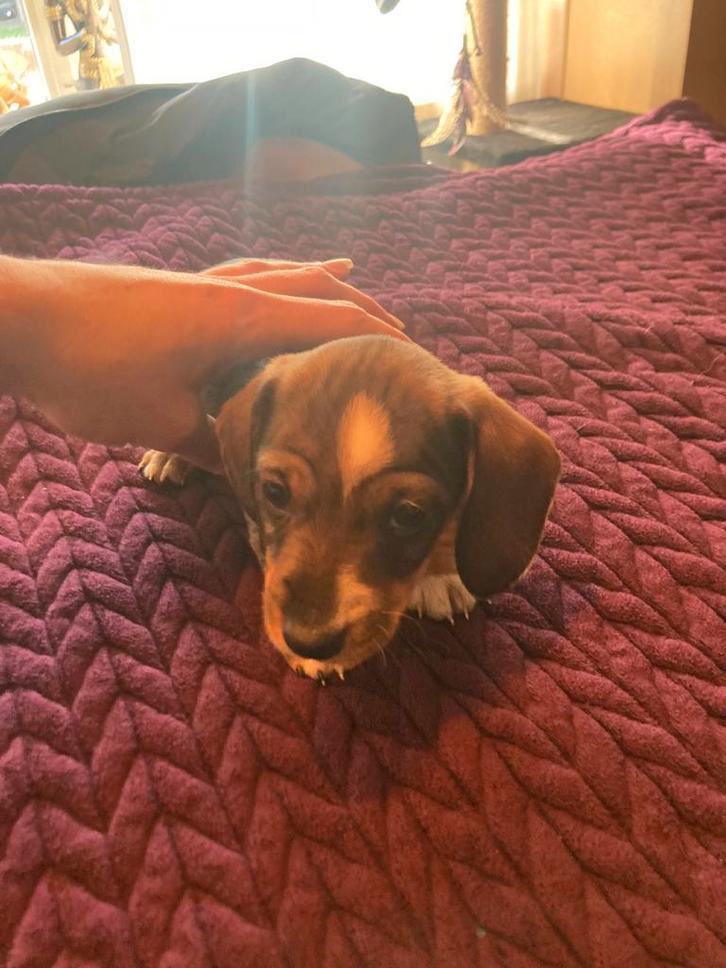 Dwerg teckels, Dieren en Toebehoren, Honden | Teckels en Dashonden, Meerdere dieren, Korthaar, Dwerg, Particulier, Meerdere, Nederland