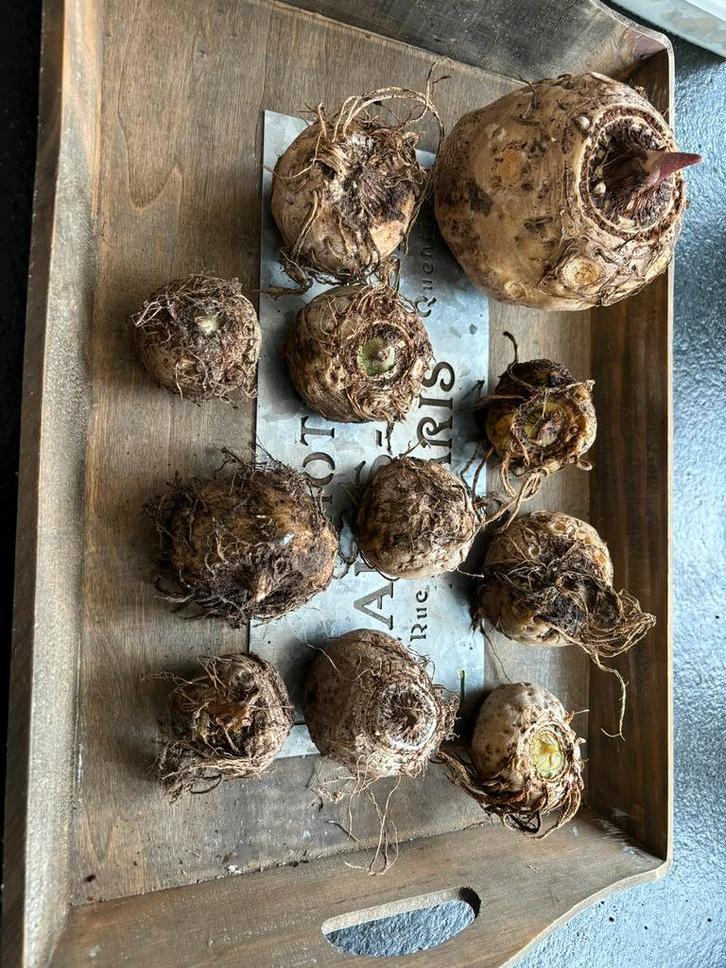 voodoolelie bollen, Tuin en Terras, Bloembollen en Zaden, Volle zon, Ophalen of Verzenden