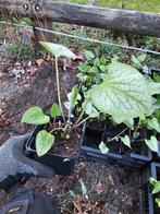 24x brunnera jack frost, Volle zon, Vaste plant, Zomer, Ophalen