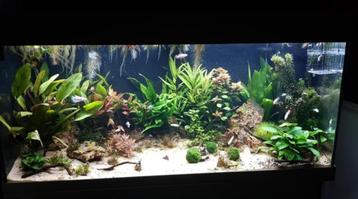 juwel aquarium 180 incl alle toebehoren beschikbaar voor biedingen