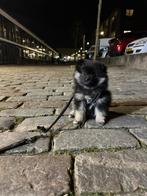 pomeriaan pup, Dieren en Toebehoren, Honden | Poolhonden, Keeshonden en Oertypen, Reu, 8 tot 15 weken, Eén hond, Nederland