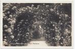 Uithuizen Rozenpergola Oude gelopen ansichtkaart (B1371), Ophalen of Verzenden, Gelopen