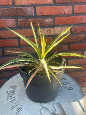 Yucca filamentosa ‘Color Guard’ (palmlelie) beschikbaar voor biedingen