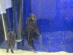 L nummers ANCISTRUS BORSTELNEUS (algeneters), Dieren en Toebehoren, Vissen | Aquariumvissen, Vis, Zoetwatervis
