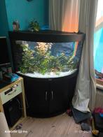 juwel trigon 190 liter aquarium met binnen filter., Dieren en Toebehoren, Vissen | Aquaria en Toebehoren, Ophalen, Gebruikt, Gevuld zoetwateraquarium