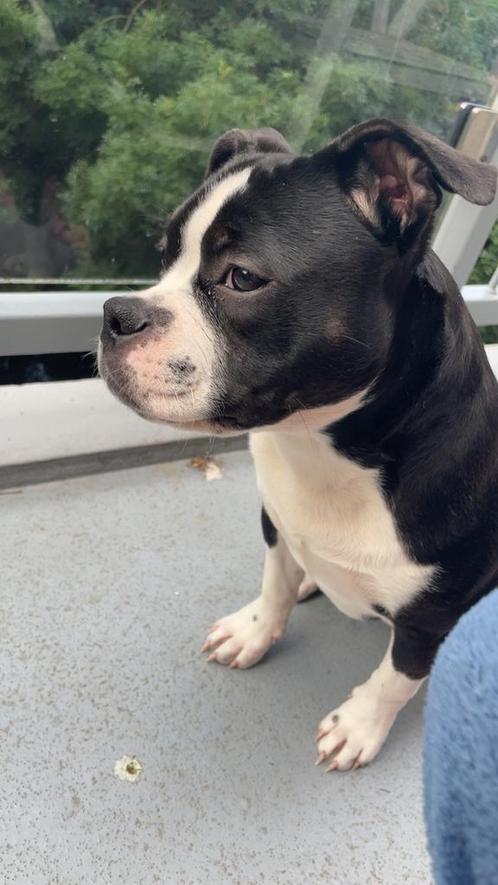 American bully pocket 8 maanden, Dieren en Toebehoren, Honden | Dekreuen, Teef, Particulier, Eén hond, Nederland, 15 weken tot 1 jaar