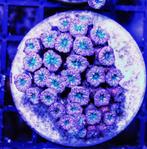 Blastomussa merletti, Dieren en Toebehoren, Ophalen of Verzenden, Zo goed als nieuw