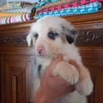 Australian Shepherd pups, 8 tot 15 weken, Meerdere, Meerdere dieren, Herder