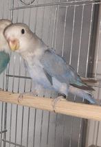 Jonge agapornis roseicolies, Dieren en Toebehoren, Mannelijk, Dwergpapegaai of Agapornis