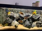 Aquarium vissen te koop, Dieren en Toebehoren, Vissen | Aquariumvissen, Vis