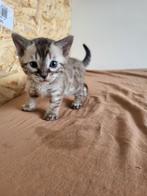 Snow Sepia Bengaal kitten te koop., Dieren en Toebehoren, Katten en Kittens | Raskatten | Korthaar, Kater, 0 tot 2 jaar
