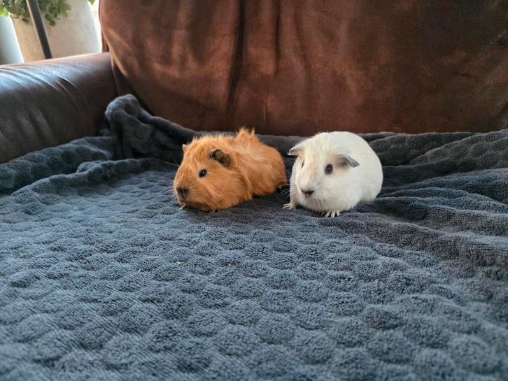 jonge (california) cavia's: 2 zeugjes en 2 beertjes, Dieren en Toebehoren, Knaagdieren, Meerdere dieren, Cavia, November, Tam