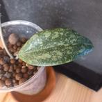 hoya wibergiae nr 59, Huis en Inrichting, Kamerplanten, Ophalen of Verzenden, Halfschaduw, Minder dan 100 cm