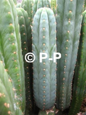 San Pedro Cactussen - DE ECHTE ! - Echinopsis pachanoi beschikbaar voor biedingen