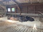 waterbuffel gehakt   kalfsvlees, Diversen, Levensmiddelen, Ophalen