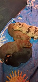 Te koop 4 mooie Jack-Russel puppy's., Jack Russell Terriër, 8 tot 15 weken, Meerdere, Meerdere dieren