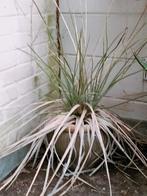 3x agave, Volle zon, Vaste plant, Bloeit niet, Ophalen