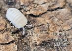 Cubaris murina 'Glacier', Overige soorten