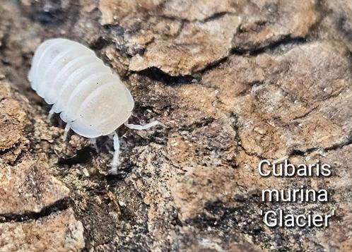 Cubaris murina 'Glacier', Dieren en Toebehoren, Insecten en Spinnen, Overige soorten
