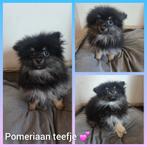 Pomeriaan pups, Particulier, Keeshond, 8 tot 15 weken, Buitenland