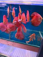 Discusvissen pigeon checkerboard discus, Dieren en Toebehoren, Vissen | Aquariumvissen, Vis