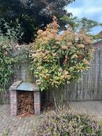 Glansmispel op stam, Ophalen, Volle zon, Overige soorten, 100 tot 250 cm