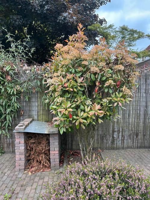 Glansmispel op stam, Tuin en Terras, Planten | Bomen, Overige soorten, 100 tot 250 cm, Volle zon, Ophalen
