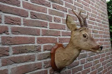Prachtig opgezet hertenkopje met groot gewei beschikbaar voor biedingen