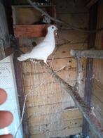 Mooie sierduif, Vrouwelijk, Overige soorten