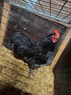 Australorp hanen, Mannelijk, Kip