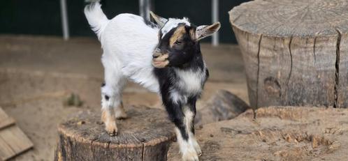 Heel vriendelijk dwerggeitje zoekt een nieuw huisje!, Dieren en Toebehoren, Schapen, Geiten en Varkens, Geit, Vrouwelijk